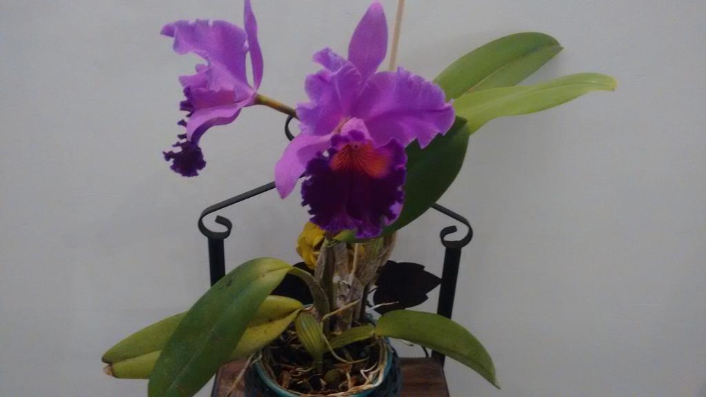 Pousada Castelinho Marica Ngoại thất bức ảnh
