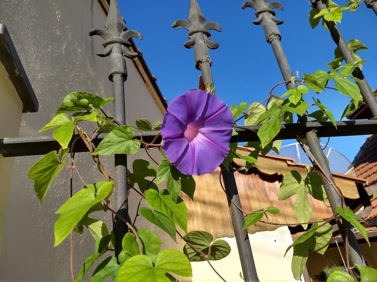 Pousada Castelinho Marica Ngoại thất bức ảnh